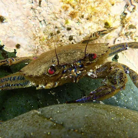 Dom wakacyjny Mar Del Norte Salamir